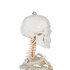 Anatomiskais modelis / Skelets 1:1 180 cm