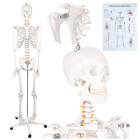 Cilvēka anatomiskais skelets, anatomiskais modelis Glimz 170 cm