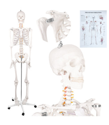 Cilvēka anatomiskais skelets, anatomiskais modelis Glimz 170 cm