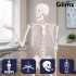 Cilvēka anatomiskais skelets, anatomiskais modelis Glimz 170 cm