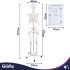 Cilvēka anatomiskais skelets, anatomiskais modelis Glimz 170 cm