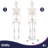 Cilvēka anatomiskais skelets, anatomiskais modelis Glimz 170 cm