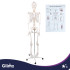 Cilvēka anatomiskais skelets, anatomiskais modelis Glimz 170 cm