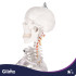Cilvēka anatomiskais skelets, anatomiskais modelis Glimz 170 cm