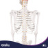 Cilvēka anatomiskais skelets, anatomiskais modelis Glimz 170 cm