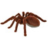 Attālināti vadāma Tarantula