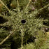 Mākslīgā eglīte Springos CT0206, dabīga egle 220 CM