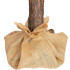 Sniegota dimanta mākslīgā egle uz dabīga stumbra Springos CT0112, 220 cm