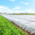 Ziemas agrotekstils balts Springos AG0019 50g/m2 5x3,2m