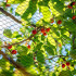 Pretputnu tīkls Springos 5x50 m AB0001