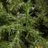 Mākslīgā Ziemassvētku egle Premium Royal Trees, Kaukāza egle ar koka statīvu, Springos CT0185, 150 cm