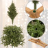 Mākslīgā Ziemassvētku egle Premium Royal Trees, Kaukāza egle ar koka statīvu Springos CT0186, 180 cm