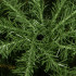 Mākslīgā Ziemassvētku egle Premium Royal Trees Springos 220 cm CT0195