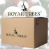 Mākslīgā Ziemassvētku eglīte Premium Royal Trees ar koka statīvu Springos CT0194 180 cm