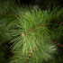 Springos mākslīgā Ziemassvētku priede Nordic Pine, zaļa — 210 cm, CT0278