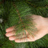 Springos mākslīgā Ziemassvētku priede Nordic Pine, zaļa — 210 cm, CT0278