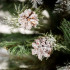 Springos Diamond Pine mākslīgā Ziemassvētku priede ar sniega efektu, zaļa, CT0292, 180 cm