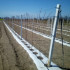 Agroaudums 70G 1,6x50m Balts UV Audums Pret Zāli + Enkuri