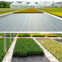 Agroaudums Dārza Audums Agroplēve Melna 50m x 1,1m 90g