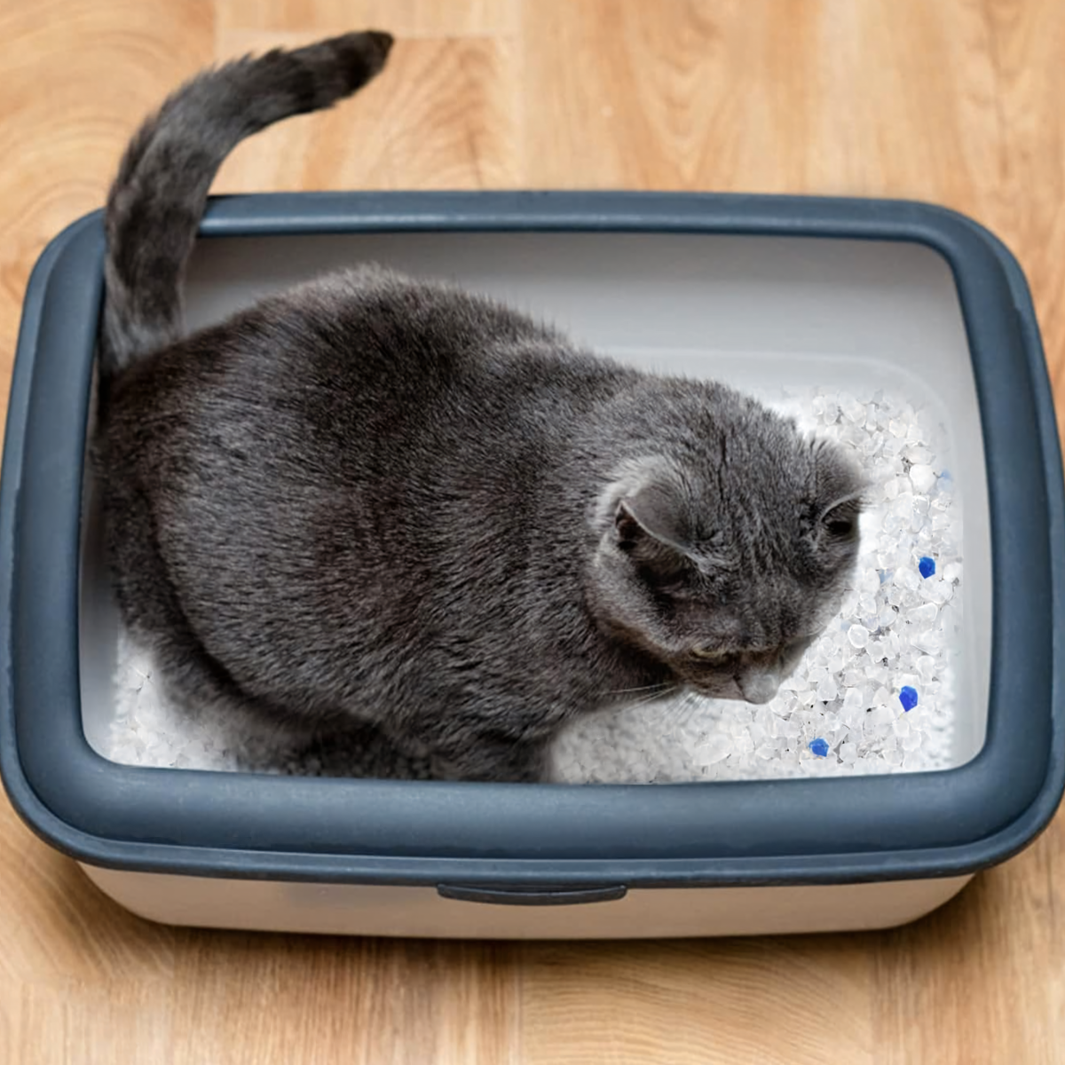 Silikona pakaiši kaķiem 1,5 kg