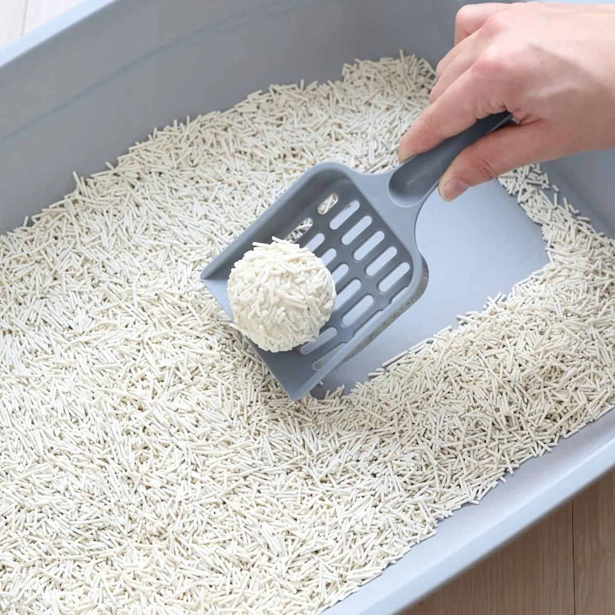 Kaķu smiltis Tofu smiltis