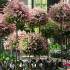 Metāla dārza terases pergola vīteņaugiem, rozēm un ziediem 50x10cm