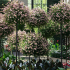 Metāla dārza terases pergola kāpšanas augiem, rozēm un ziediem 50x10cm