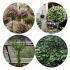 Metāla dārza terases pergola kāpšanas augiem, rozēm un ziediem 50x10cm
