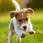 Dimanta Gleznošanas Komplekts 5D 10