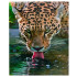 Gleznošana pēc numuriem ar rāmi 30 x 40 cm – Augstas kvalitātes komplekts gleznošanai leopards
