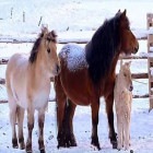 Dimanta Gleznošanas Komplekti 5D 136