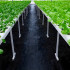 Melnā UV agrotekstila nezāļu kontroles sega 70g 0,8m x 50m