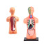Mini anatomijas modelis - cilvēka ķermenis ar orgāniem