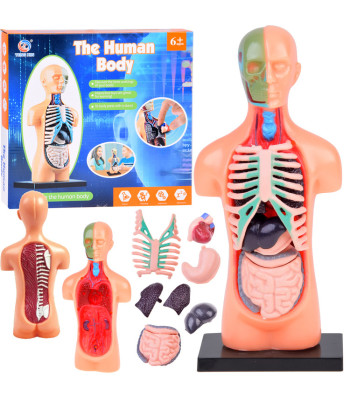 Izglītojošs komplekts, cilvēka ķermeņa anatomiskais modelis ar orgāniem ZA5200 11ele