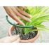 Apaļš gredzenveida balsts augiem un ziediem, 24 cm