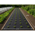 Melns mulčēšanas agrotekstils pret nezālēm DIVODV, 50g, 1,5m x 30m